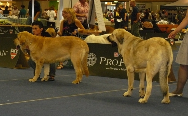 Young class females - Middle East European Winner Show, Wels, Austria, 22.08.2009
on the left Sofia Sol Tornado Erben - excellent 2
(Druso de la Aljabara x Lois Tornado Erben)

on the right - Aysha s Madridskogo dvora - very good 3
(Neron de Filandon x Komtesa Sofie Tornado Erben)

Keywords: 2009