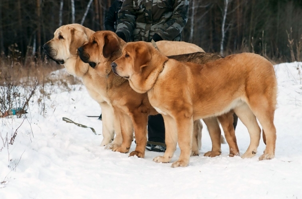 Versache, Yness and Don Juan Tornado Erben
Versache 2 years (Basil Mastifland x Eleonore Lu Dareva)
Yness 17 months (Brutus del Dharmapuri x Sofia Sol Tornado Erben)
Don Juan 7 months (Dali de la Aljabara x Eleonore Lu Dareva)

grandfather of all is Druso de la Aljabara
