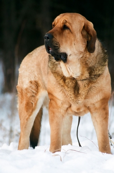 Jch. Yness Tornado Erben 17 months
Brutus del Dharmapuri x Sofia Sol Tornado Erben
