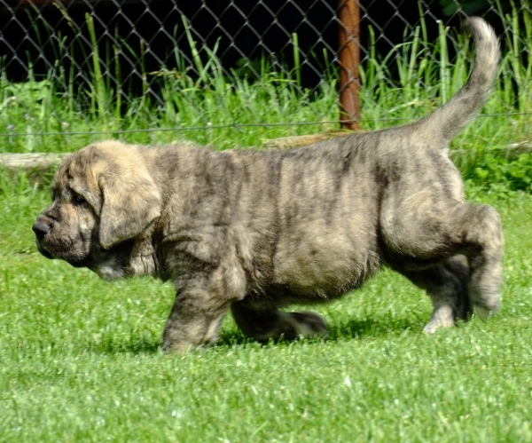 Xandon Tornado Erben 6 weeks old
Ch. Quanto Tornado Erben x Ch. Florita Maja Tornado Erben
