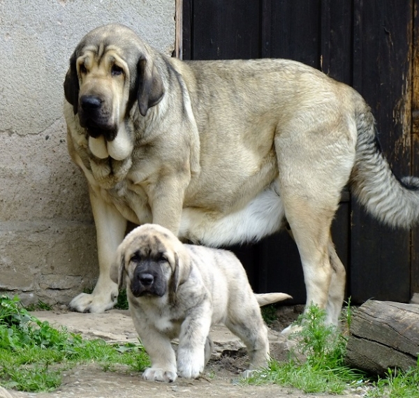 Half-siblings, 3,5 years old Ch. Linda Tornado Erben and 6 weeks old Xenon Tornado Erben
mother of both is Florita Maja Tornado Erben, daughter of Druso de la Aljabara
