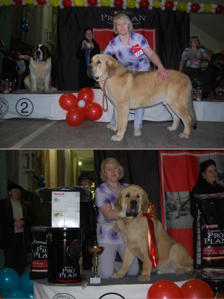 Jch. Yachont Tornado Erben (18 months) - BIG and res. BIS on show 12.2.2012 in Čeljabinsk (Russia)
Brutus del Dharmapuri x Sofia Sol Tornado Erben 
