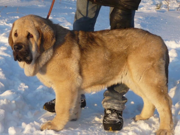 Yachont Tornado Erben 4,5 months
Best baby of all show in Russia

Brutus del Dharmapuri x Ch.Sofia Sol Tornado Erben
