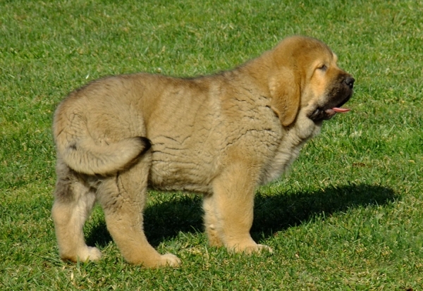 Yack Tornado Erben 12 weeks old
Brutus del Dharmapuri x Sofia Sol Tornado Erben
