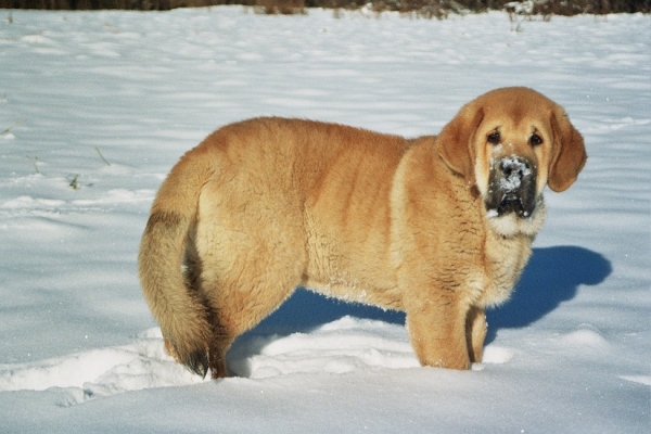 Yeti Tornado Erben 4 months
Brutus del Dharmapuri x Ch.Sofia Sol Tornado Erben
