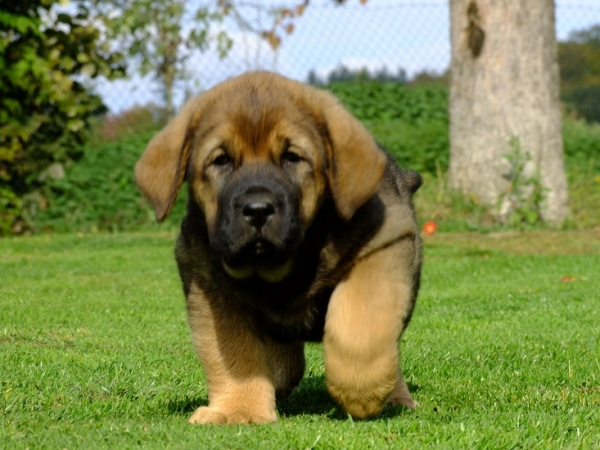 Yness Tornado Erben 7 weeks old 
Brutus del Dharmapuri x Sofia Sol Tornado Erben
