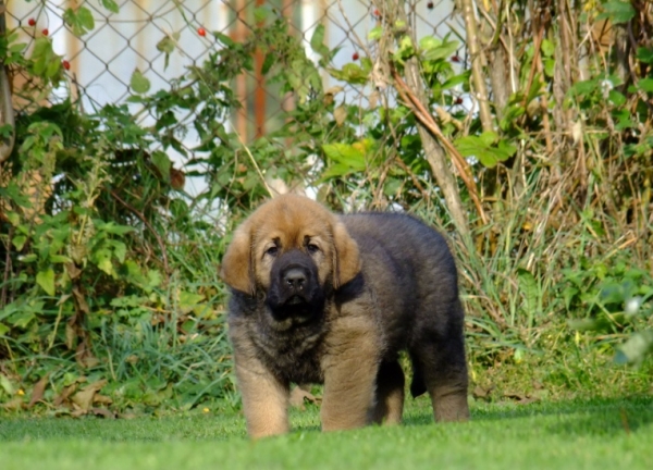 Yngo Tornado Erben 7 weeks old 
Brutus del Dharmapuri x Sofia Sol Tornado Erben
