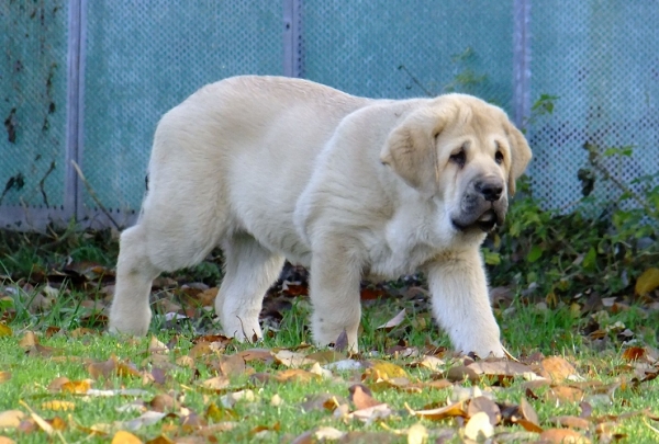 Ysis Tornado Erben 12 weeks old
Brutus del Dharmapuri x Sofia Sol Tornado Erben
