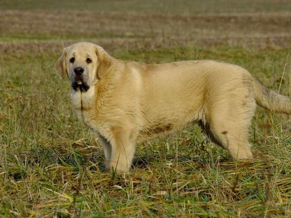 Ysis Tornado Erben nearly 5 months 
Brutus del Dharmapuri x Ch.Sofia Sol Tornado Erben
