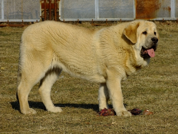 Ysis Tornado Erben 6,5 motnhs old 
Brutus del Dharmapuri x Ch. Sofia Sol Tornado Erben
