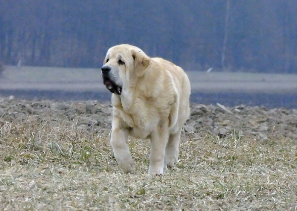 Ysis Tornado Erben 6 months
Brutus del Dharmapuri x Sofia Sol Tornado Erben 
