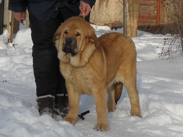 Yunna Tornado Erben 5months
Brutus del Dharmapuri x Ch.Sofia Sol Tornado Erben
