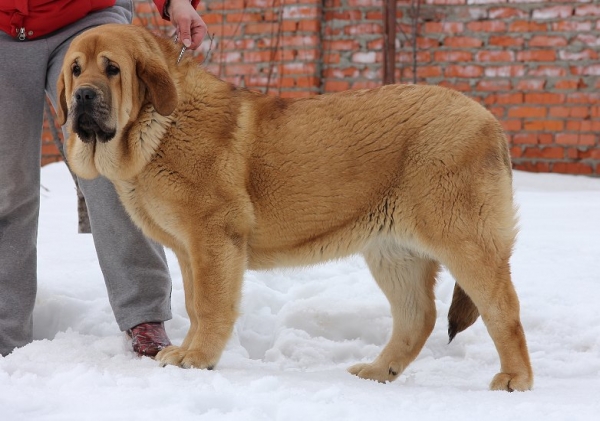 Yunna Tornado Erben 7,5 months old 
Brutus del Dharmapuri x Sofia Sol Tornado Erben
