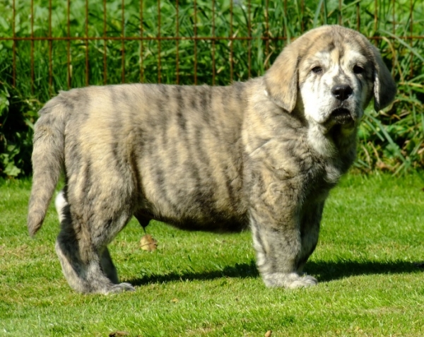 Zac Tornado Erben 7 weeks old 
Quanto Tornado Erben x Roxana Tornado Erben
