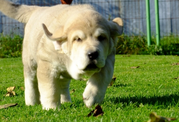 Zarah Tornado Erben 7 weeks old 
Quanto Tornado Erben x Roxana Tornado Erben
