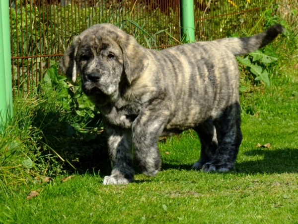 Zorbo Bady Tornado Erben 7 weeks old 
Quanto Tornado Erben x Roxana Tornado Erben
