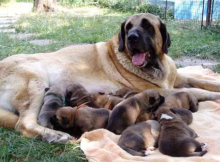 Mother with puppies
Pepa de Valdejera  

Keywords: puppy cachorro tornado