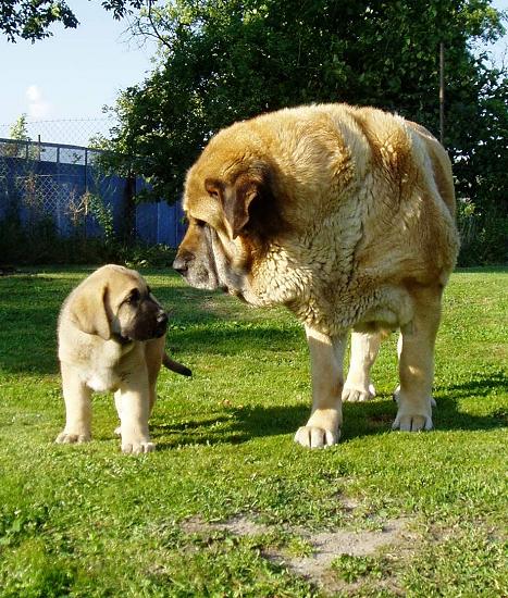 Pepa de Valdejera with granddaughter
Pepa (nearly 9 years old) with granddaughter Nelly Tornado Erben (8weeks)
