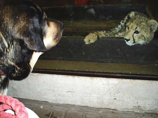 Mastín in the Zoo
Keywords: pet tornado