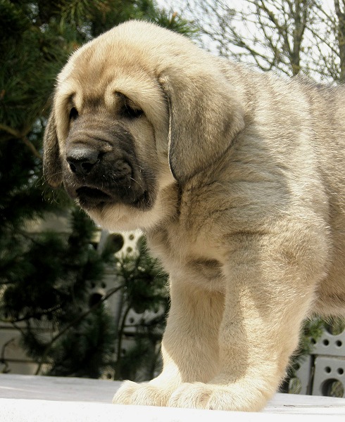 Porthos Tornado Erben - 40 days
Ch. Ramonet x Ch. Florita Maja Tornado Erben
