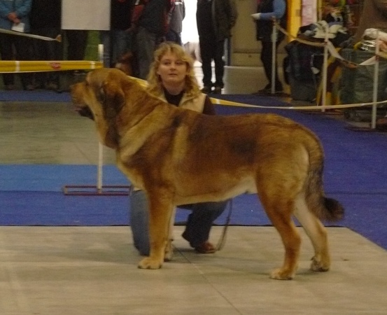 Anuler Alano - exc. 1, CAJC, BOB, Young class males - Winner of Prague - International Show, Prague, Czech Republic, 08.11.2009
Elton z Kraje Sokolu x Anais Rio Rita
Keywords: 2009 anuler mastibe