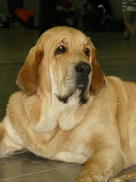 Amie Con Fundo - exc. 1, CAC, CACIB, intermediate class females - International Show, Prague, Czech Republic, 08.11.2009
Basil Mastifland x Historia Tornado Erben
Keywords: 2009 confundo