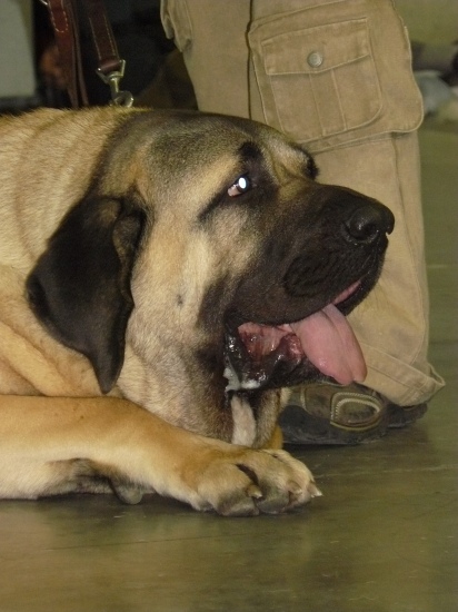 Charon z Kraje sokolu - very good 2, young class - International Show, Prague, Czech Republic, 08.11.2009
Amigo Zeus Bis Mastibe x Feimi z Kraje sokolu
Keywords: 2009 sokol head portrait cabeza