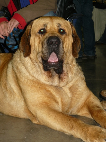 Churchill z Kraje sokolu - exc. 1, CAC, res. CACIB, intermediate class males - International Show, Prague, Czech Republic, 08.11.2009
Amigo Zeus Bis Mastibe x Feimi z Kraje sokolu
Keywords: 2009 sokol