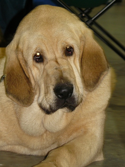 Tilly Tornado Erben - promising 1, Puppy class females - International Show, Prague, Czech Republic, 08.11.2009
Ramonet x Florita Maja Tornado Erben
Keywords: 2009 tornado head portrait cabeza