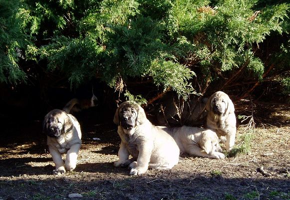 Puppies from Tornado Erben
Grandsons of Druso de la Aljabara
Keywords: tornado