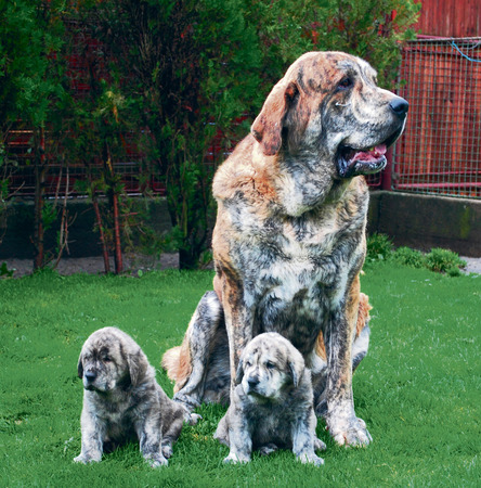 Ch. Quanto Tornado Erben with his sons Zorro and Zac (5 weeks old)
