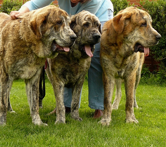 Mother with sons
Eleonore Lu Dareva with sons
on the left Quanto Tornado Erben, on the right Querido Nilo Tornado Erben - 10,5 months 

(father Nilo de Campollano)
