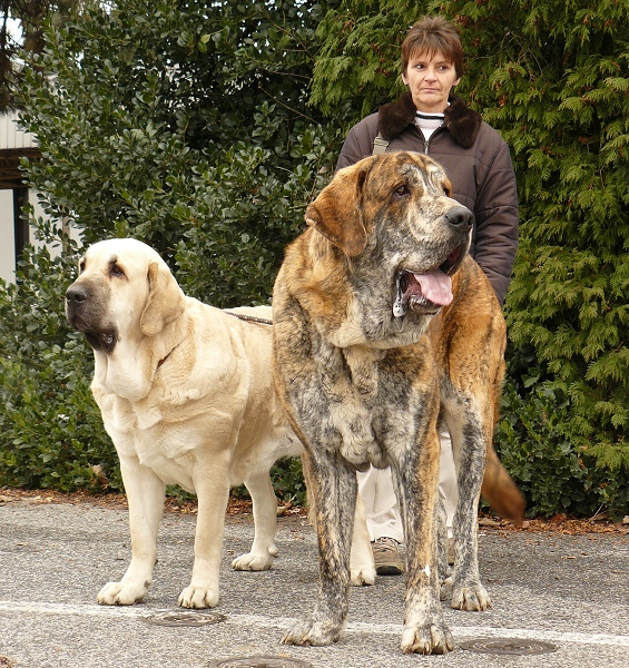 Ch. Quanto Tornado Erben 16 months and Ich. Lois Tornado Erben
Champion of Hungary
During 2 weeks 3x CACIB, 4x CAC in two countries

Quanto - Nilo de Campollano x Eleonore Lu Dareva

