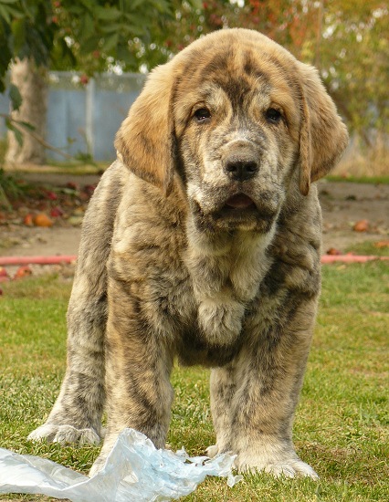 Quanto Tornado Erben 8weeks
Nilo de Campollano x Eleonore Lu Dareva (daughter of Druso de la Aljabara)
