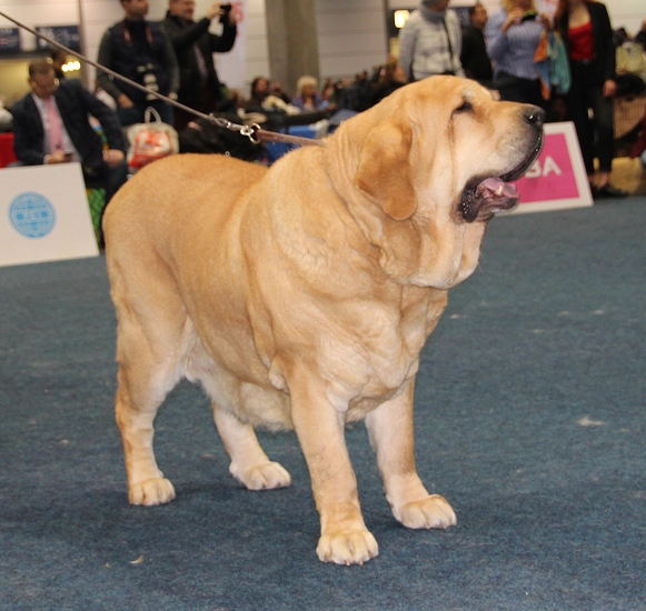 Sofia Sol Tornado Erben - World veteran winner 2017 + Best veteran - World Dog Show 2017, Leipzig, Germany
Keywords: 2017 veteran tornado