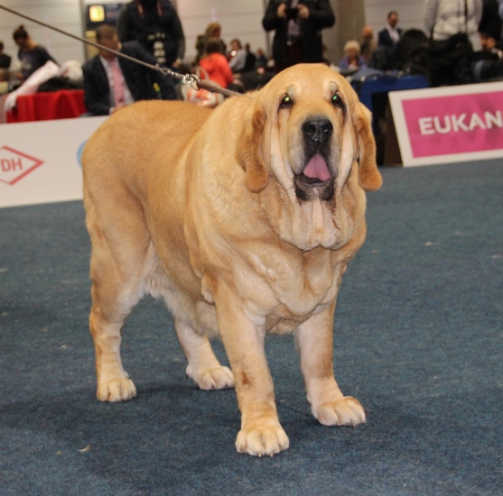 Sofia Sol Tornado Erben - World veteran winner 2017 + Best veteran - World Dog Show 2017, Leipzig, Germany
Keywords: 2017 veteran tornado