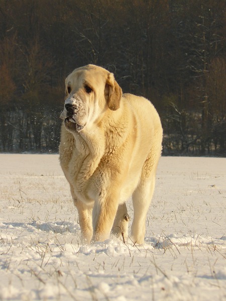 Syra de Zurita 12 months old 
Ch. Seo de Torreanaz x Saya de Zurita 
Keywords: snow nieve