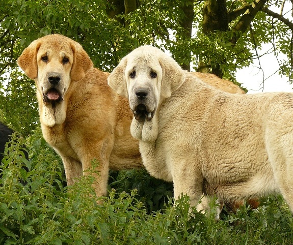 Our girls 
Sofia Sol Tornado Erben 7 months
(Druso de la Aljabara x Lois Tornado Erben)

Syra de Zurita
(Seo de Torreanaz x Saya de Zurita)
