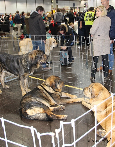 Mastines from Tierra de Orbigo - World Dog Show 2017, Leipzig, Germany
Keywords: 2017