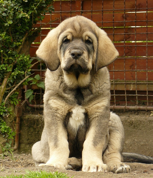 Teddy Tornado Erben 8 weeks
father: Ich. Ramonet (Ron de Babia x Trufa de Trashumancia)
mother: Florita Maja Tornado Erben (Druso de la Aljabara x Cica Ha-La-Mü)
