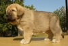 Filename=33d-female7.jpg
Filesize=145KiB
Dimensions=815x550
Date added=%605 %09, %2009 33d-female7.jpg