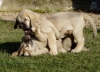 Filename=54d+lucius.jpg
Filesize=53KiB
Dimensions=554x400
Date added=%733 %07, %2007 54d+lucius.jpg