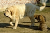 Filename=6t8.jpg
Filesize=277KiB
Dimensions=744x500
Date added=%745 %04, %2011 6t8.jpg