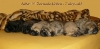 Filename=7d10u.jpg
Filesize=202KiB
Dimensions=910x450
Date added=%748 %23, %2009 7d10u.jpg