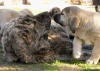 Filename=8t-pepita.jpg
Filesize=127KiB
Dimensions=631x450
Date added=%891 %28, %2008 8t-pepita.jpg