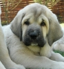 Filename=8t-perla.jpg
Filesize=71KiB
Dimensions=421x450
Date added=%890 %28, %2008 8t-perla.jpg