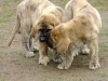 Filename=a+a3.jpg
Filesize=214KiB
Dimensions=733x550
Date added=%993 %31, %2011 a+a3.jpg
