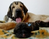 Filename=afterbirth8~0.jpg
Filesize=90KiB
Dimensions=680x550
Date added=%958 %17, %2010 afterbirth8~0.jpg