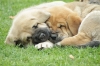 Filename=all15.jpg
Filesize=258KiB
Dimensions=825x550
Date added=%567 %21, %2013 all15.jpg
