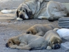 Filename=all3.jpg
Filesize=97KiB
Dimensions=733x550
Date added=%048 %18, %2011 all3.jpg